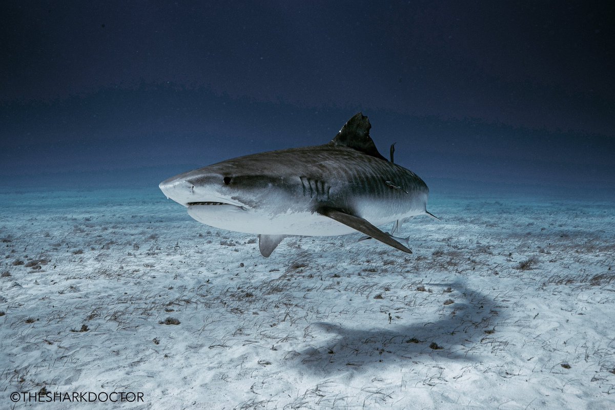 There are few things that are better and more relaxing than shark diving.  For that hour underwater, I am truly at peace.  Who else loves #sharkdiving and is it relaxing for you or are you terrified? #cressi #sharkweek