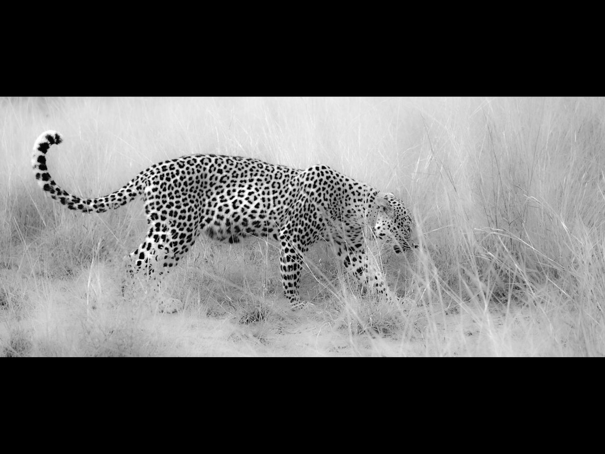 We had our 1st comp. in many months last week.  This was ably judged by S Giles DPAGB AV-FIAP.  The winner of the DPI section, E Lowe with Feeding Time and in the Print Section the winner was L Thornton with  On the Prowl.  Well done both!