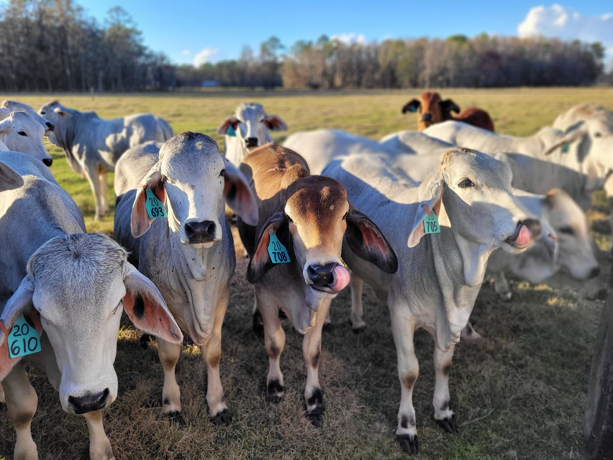 EliabEstrada's tweet photo. Heifers of my #CSF2 #FLBRAHMAN trial at the exclusive Beef Research Unit Resort @uf_ansci @AMCB_UF @FLCattlemen. Around 600 days after #invitro fertilization at @ufpjhansen Lab. https://t.co/QLn8YgAhZd
