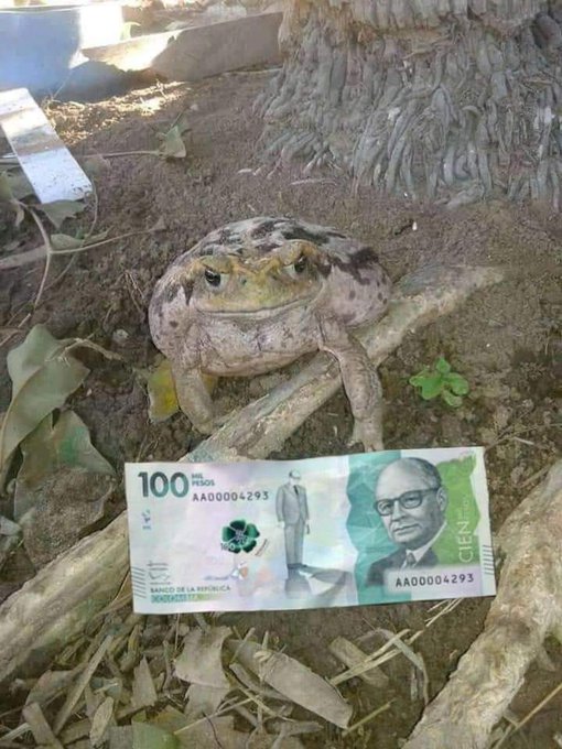 RT al sapo de la suerte o te irá mal está semana
