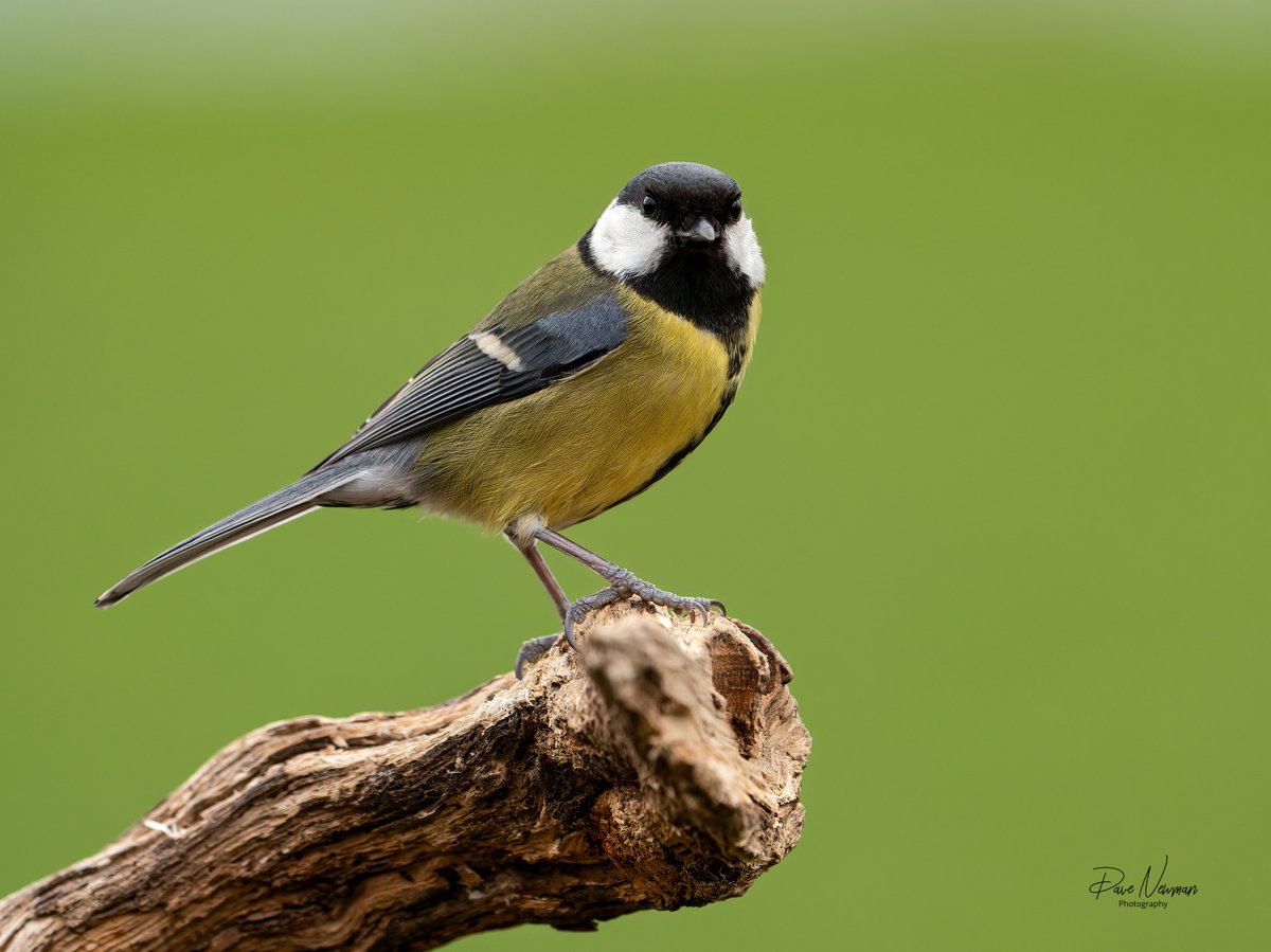 DaveSpherical's tweet photo. FULL HOUSE of death stares, why me? 😟 id be dead, what an evil bunch of #tits #bird #birdphotography #TwitterNatureCommunity #TwitterFamily #TwitterFriends #funnylook #character #SonyAlpha #blue #longtailed #great #comical https://t.co/zWDLscABw5