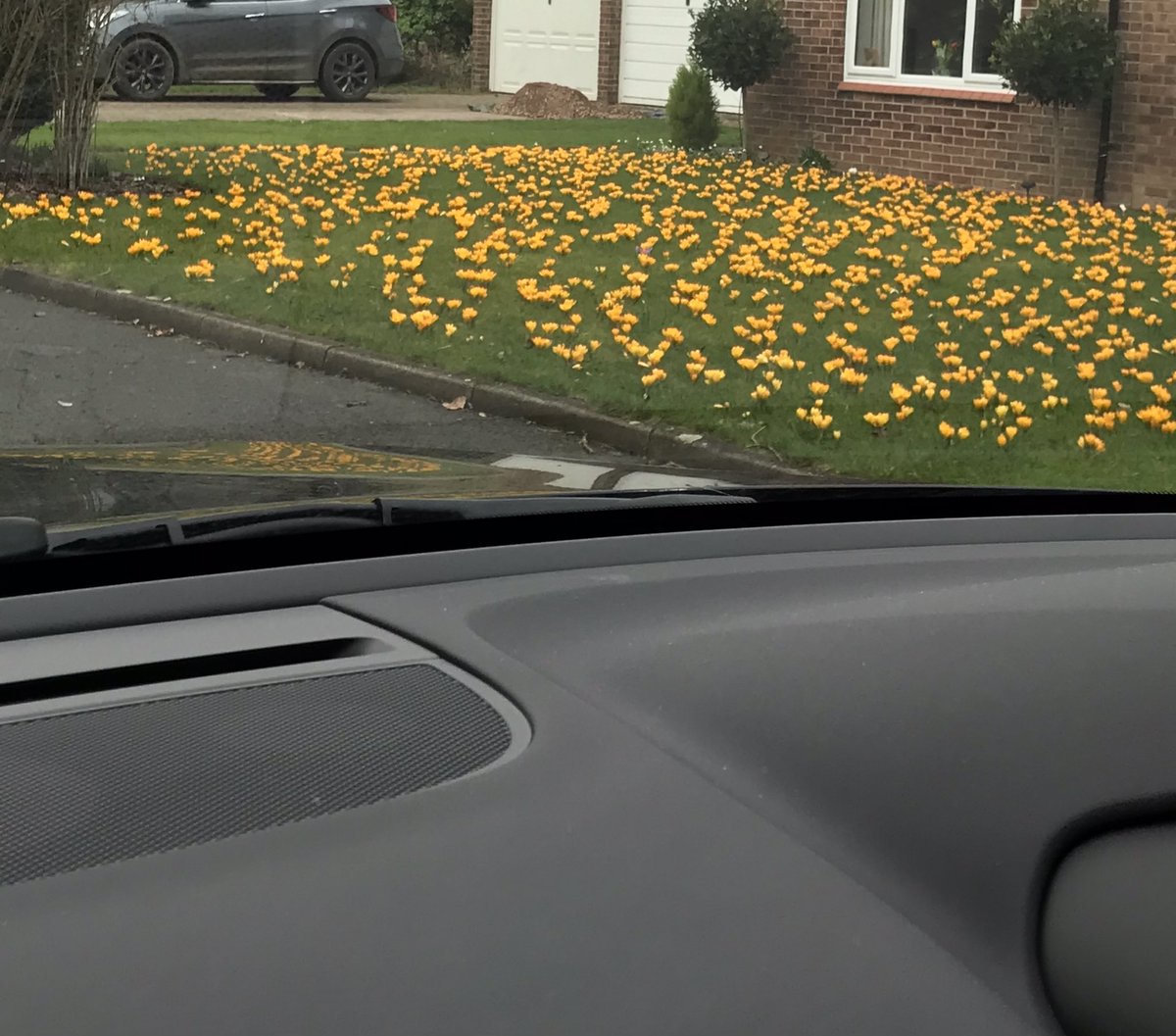 Just look at that joyful scene. Spring crocus, an early source of nectar for hungry #bees . #beefriendly #gardening
