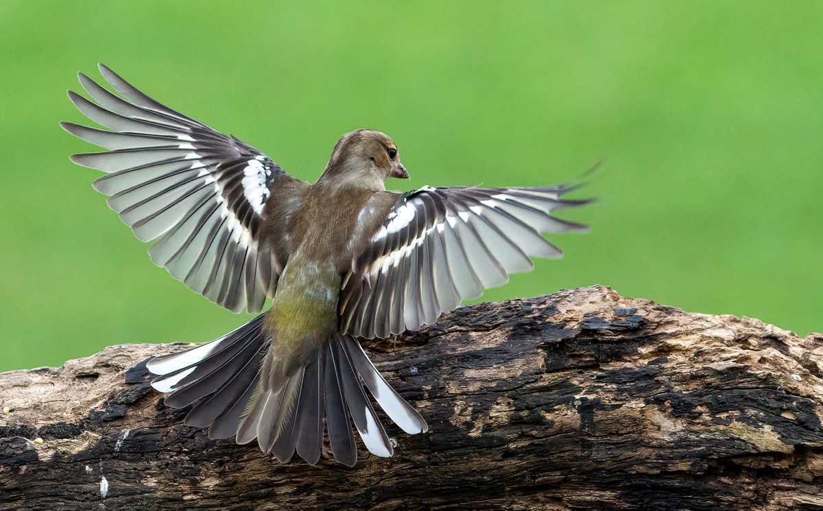 DaveSpherical's tweet photo. #female #chaffinch full wing span #glory #bird #birdphotography #TwitterNatureCommunity #TwitterFamily #TwitterFriends #funnylook #character #sonyalpha #lincolnshire #lincsconnect #followme #NaturePhotography #posing @RSPBEngland @looknorthBBC https://t.co/ReZiCPx5Fv