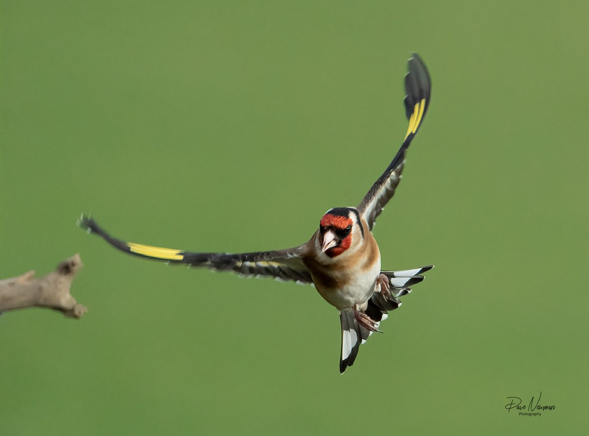 DaveSpherical's tweet photo. #incoming to the landing perch the #goldfinch #finch #flight #bird #birdphotography #TwitterNatureCommunity #TwitterFamily #TwitterFriends #funnylook #character #sonyalpha #lincolnshire #lincsconnect #followme #NaturePhotography #posing @RSPBEngland @looknorthBBC https://t.co/2nUhug464T