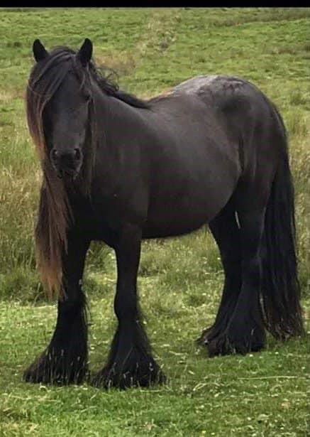 pregnant #pony #missing from a field in #KirkbyStephen The black Dales #mare who is in foal,was taken between 11am-4pm 20/2/21 Any info call police on 101, quoting incident 82 of February 21 or call #Crimestoppers anonymously on 0800 555111 facebook.com/groups/3352093…