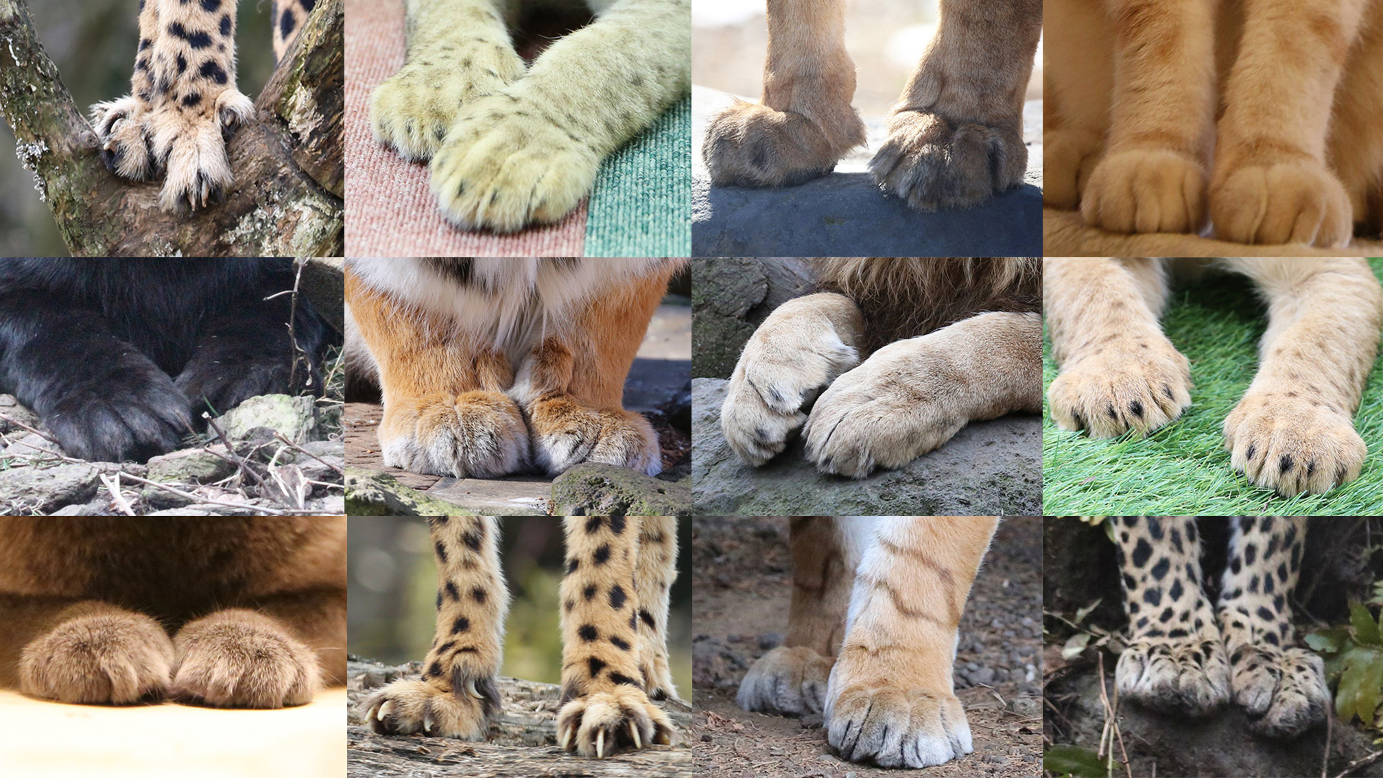 富士サファリパーク公式 前足だけじゃ 何の動物か分からないニャー とご指摘がありましたので それぞれの足の 持ち主 を並べてみました 朝 ツイートしました ネコの足いろいろ と併せて ご確認ください 2月22日は ネコの日 猫の日