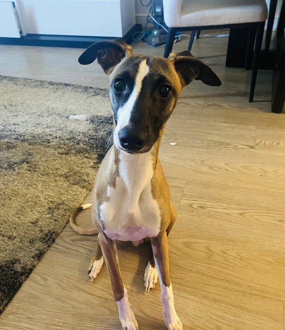 My lil prince 🐶🐶 https://t.co/tzLu4cXNbp<a href="/tag/merc"class="tags"><span>#merc</span></a><a href="/tag/minx"class="tags"><span>#minx</span></a><a href="/tag/amgpack"class="tags"><span>#amgpack</span></a>