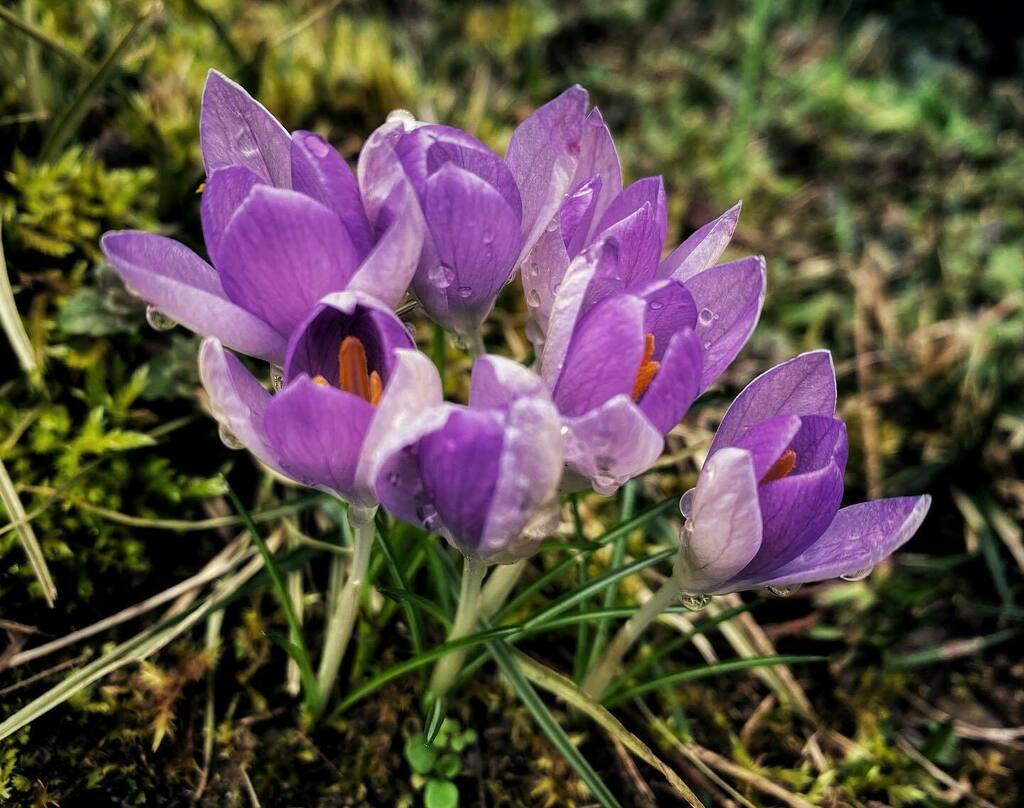 Gilbert_Yates's tweet photo. Croci
•
•
•
•
•
#springtime #spring #blossom #ilovespring #petal #bloom #petals #instablooms #sopretty #insta_pick_blossom #flowerslovers #botanical #blooms #floweroftheday #flowermagic #floral #flowerstagram #florals #flowersofinstagram #flowerp… https://t.co/4LWPN62MI9 https://t.co/f3iVSqXHFN
