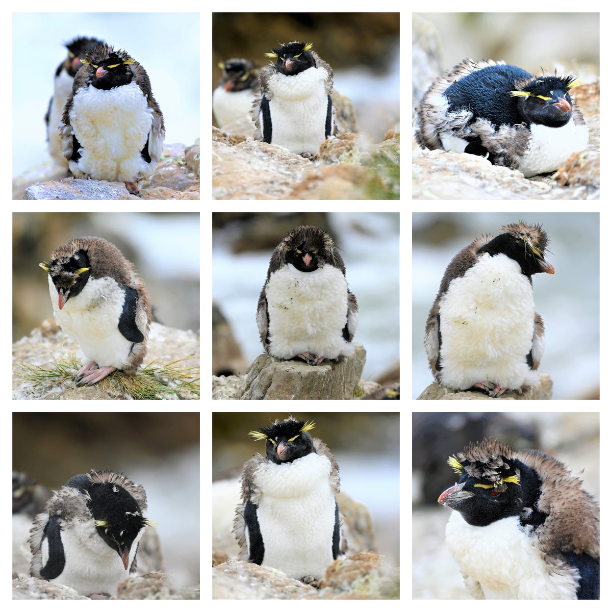 kelper60's tweet photo. #falklandislands #rockhopperpenguins sad when you are neither a teenager or an adult....#grumpypenguins https://t.co/gW6vl7wkEG