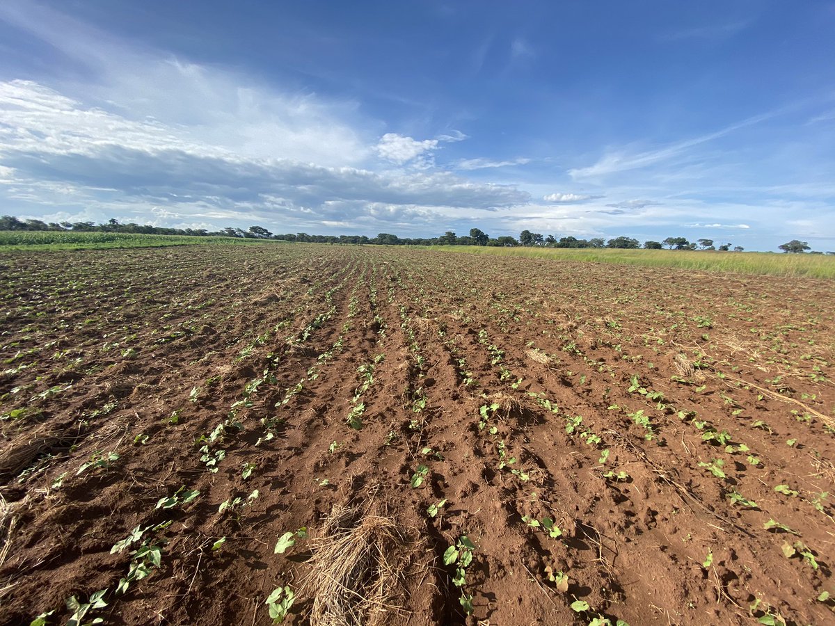 So I have decided to try out this Agric thing (Sugar beans) on rented space. 
0 years experience! 
Born &amp; bred in Hre!
Just a 24year old recent Law graduate-trying to make a dollar out of 15c. 
I hope the effort is worth it! #ZimAgricRising #Rimasomething  My progress thus far!👇🏾