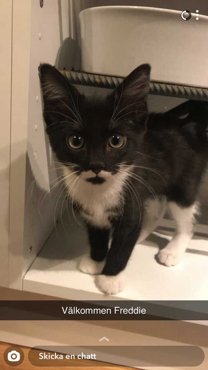 ヤギの人 マスク على تويتر 立派なおヒゲの子ネコ These Kittens With Perfect Moustache Patterns T Co 9z3bsqtns1 飼い主を探していたオスとメスのネコで オスはフレディ マーキュリーにちなんでフレディ という名前 メスの方も無事に貰い手が