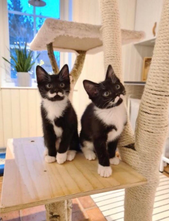 ヤギの人 マスク على تويتر 立派なおヒゲの子ネコ These Kittens With Perfect Moustache Patterns T Co 9z3bsqtns1 飼い主を探していたオスとメスのネコで オスはフレディ マーキュリーにちなんでフレディ という名前 メスの方も無事に貰い手が
