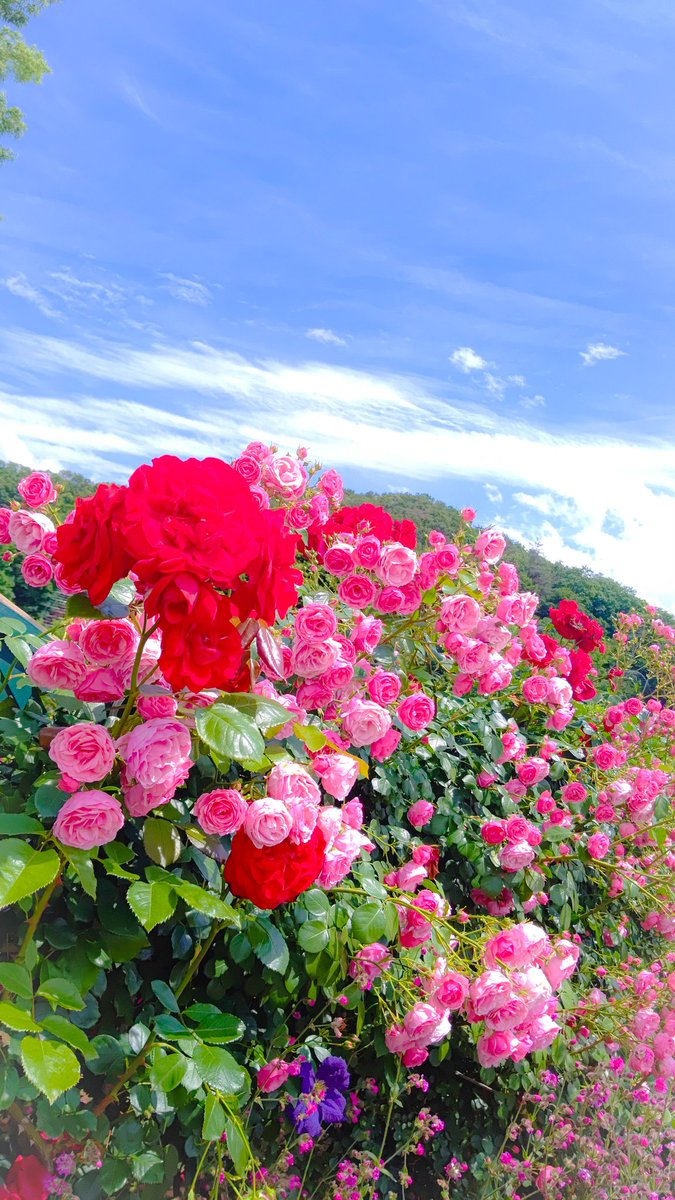 SHO05284559's tweet photo. 今日は暖かいなぁ🌺
だが花粉症はつらいよ、、、

#花と暮らす世界
#Infinityflower https://t.co/RTO6Q05ZqN