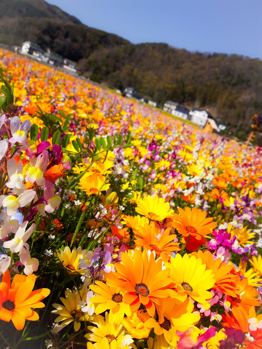 SHO05284559's tweet photo. 今日は暖かいなぁ🌺
だが花粉症はつらいよ、、、

#花と暮らす世界
#Infinityflower https://t.co/RTO6Q05ZqN