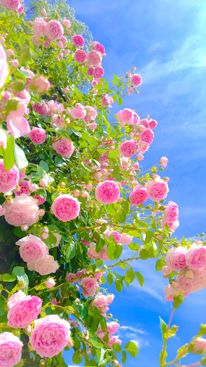 SHO05284559's tweet photo. 今日は暖かいなぁ🌺
だが花粉症はつらいよ、、、

#花と暮らす世界
#Infinityflower https://t.co/RTO6Q05ZqN