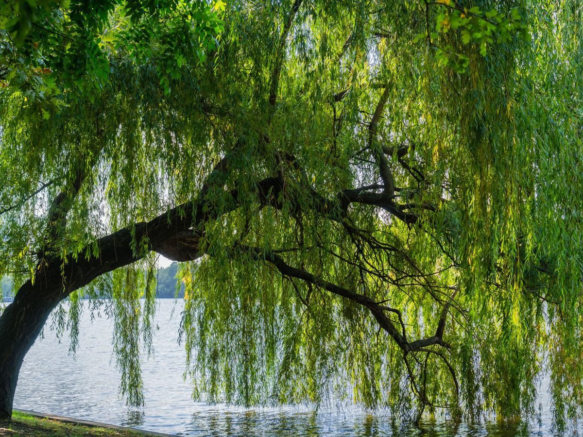 the problem with unbreakable
is everything breaks
in the end

better to learn how to bend

Neil G

#nature #naturepoem #poetry #poem 
#writingcommmunity #amwriting 
#amwritingpoetry #trees #willowtree