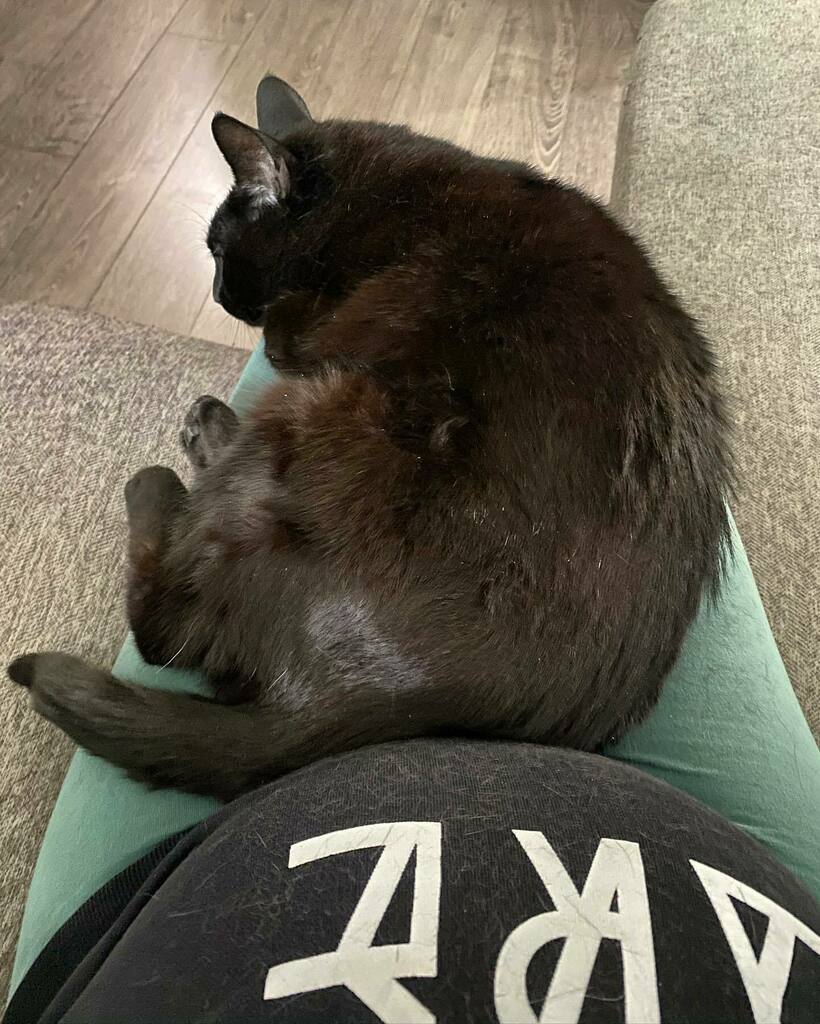 My bump getting some love &amp; absolutely covered in cat fur 🥰 #vanpetcare instagr.am/p/CLkleO4BTaT/