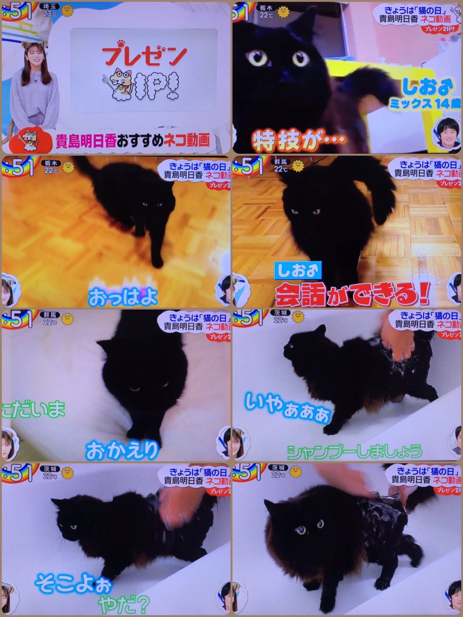 しんコロ しゃべるねこ しおちゃん 22日月曜日 朝7 50あたりに 日本テレビ Zip にしおちゃんが紹介されます