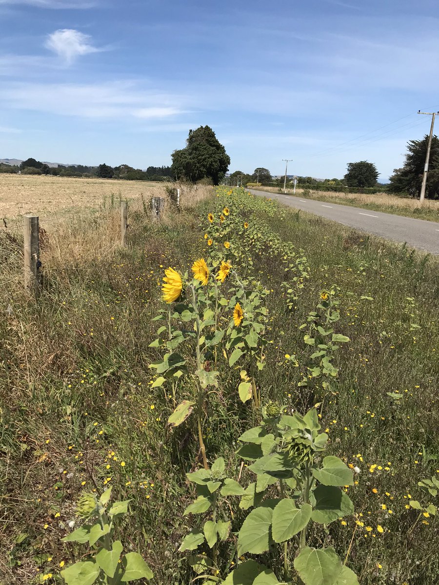 Gary Massicks tweet media