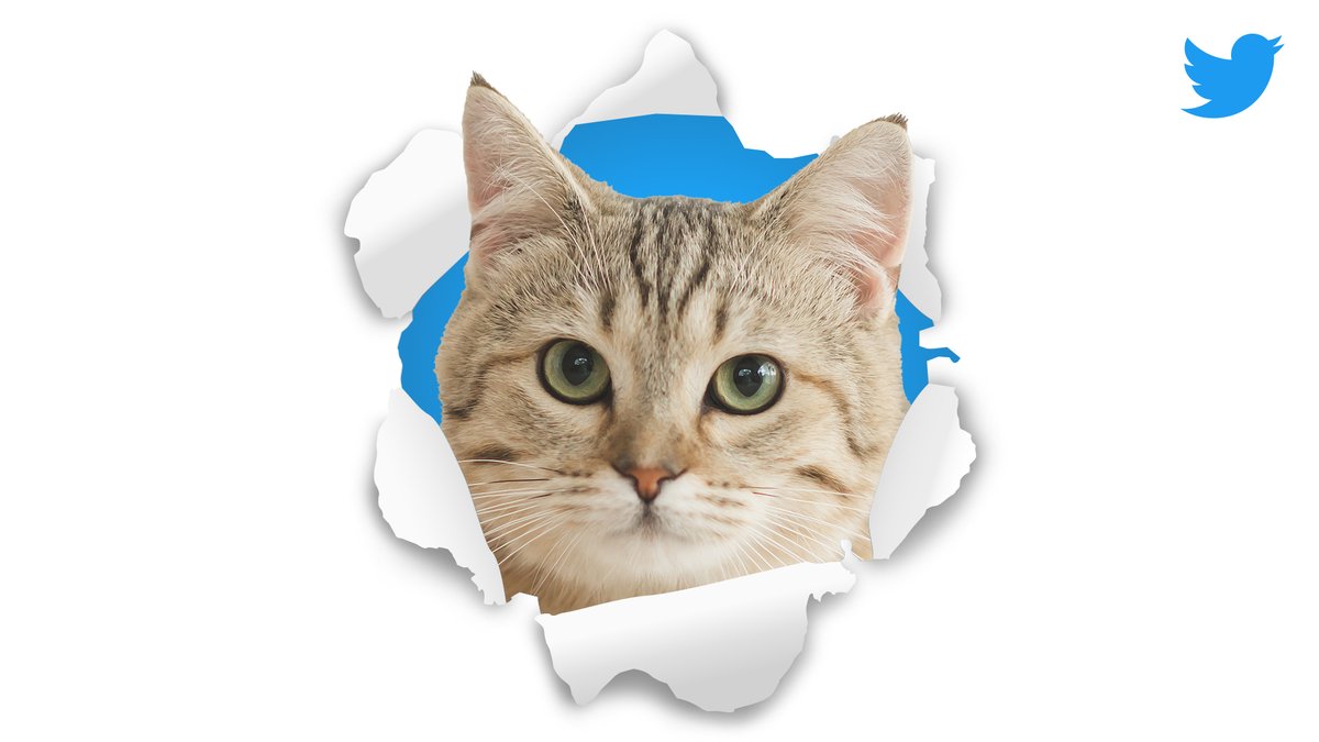 Twitter メディア 本日 猫の日 限定で 特別なtwitterプロフィール画像をプレゼントしちゃいます 愛猫の写真を添えて このツイートへリプライいただけたら中の人が加工してお渡しします アイコンにするもよし 画像をツイートするもよし ご応募