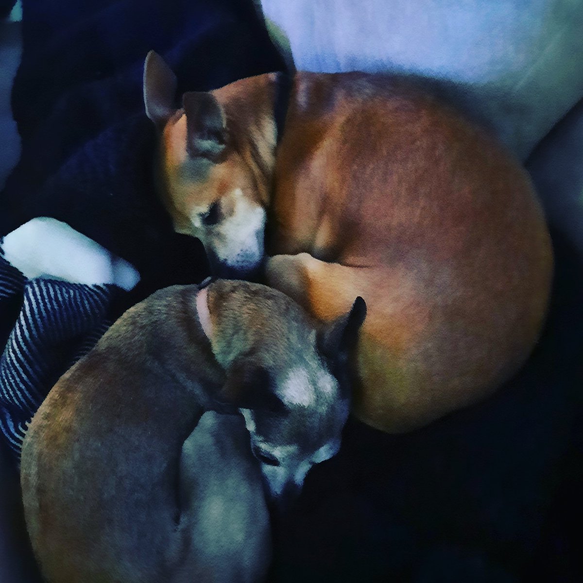 Resqmuttt's tweet photo. #ResQMutt 
#Rescue
#Mutt
#RescuePup
#RescueDog 
#RescuePuppy
#Peaches
#Patches
#chiweiner
#chiweenie
#SoftPuppies 
#doxie 
#DogsOfTwitter
#ChiweinersOfTwitter
#MuttsOfTwitter
#goldenWeiner 
#dachshund 
#chichi 
#chihuahua
#Arizona
#ArizonaDog
#DogsOfArizona
#adoptDontShop https://t.co/7CFqkR0zYY