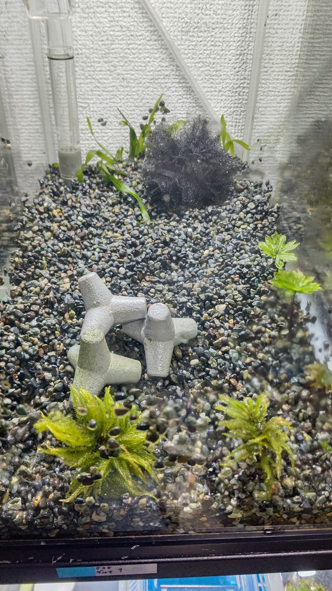 柚木しずは Q ﾒﾀﾞｶ育成中 以前 話に出た苔とメダカの水槽を試作してみました 指汚くてすみません コウヤノマンネングサとオオカサゴケは地植 ホウオウゴケとクジャクゴケは着生を期待して富士砂 大 に留めてあります 本当は水中のメダカと水上の苔