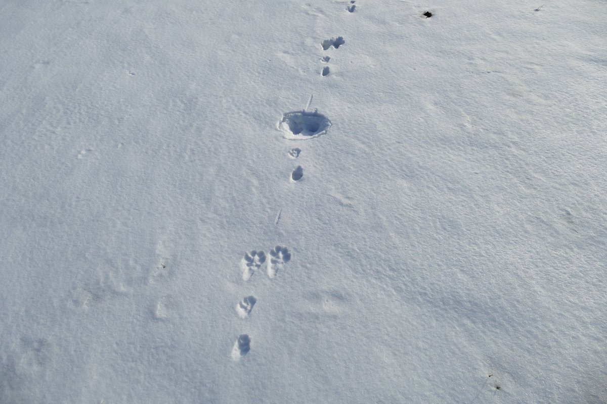jackinthehammer's tweet photo. Coyote or Fox foot and pounce prints!
#canadianwildlife #canada
#naturelover #NaturePhotography #snow
#footprints https://t.co/Q3dXuU1O3j