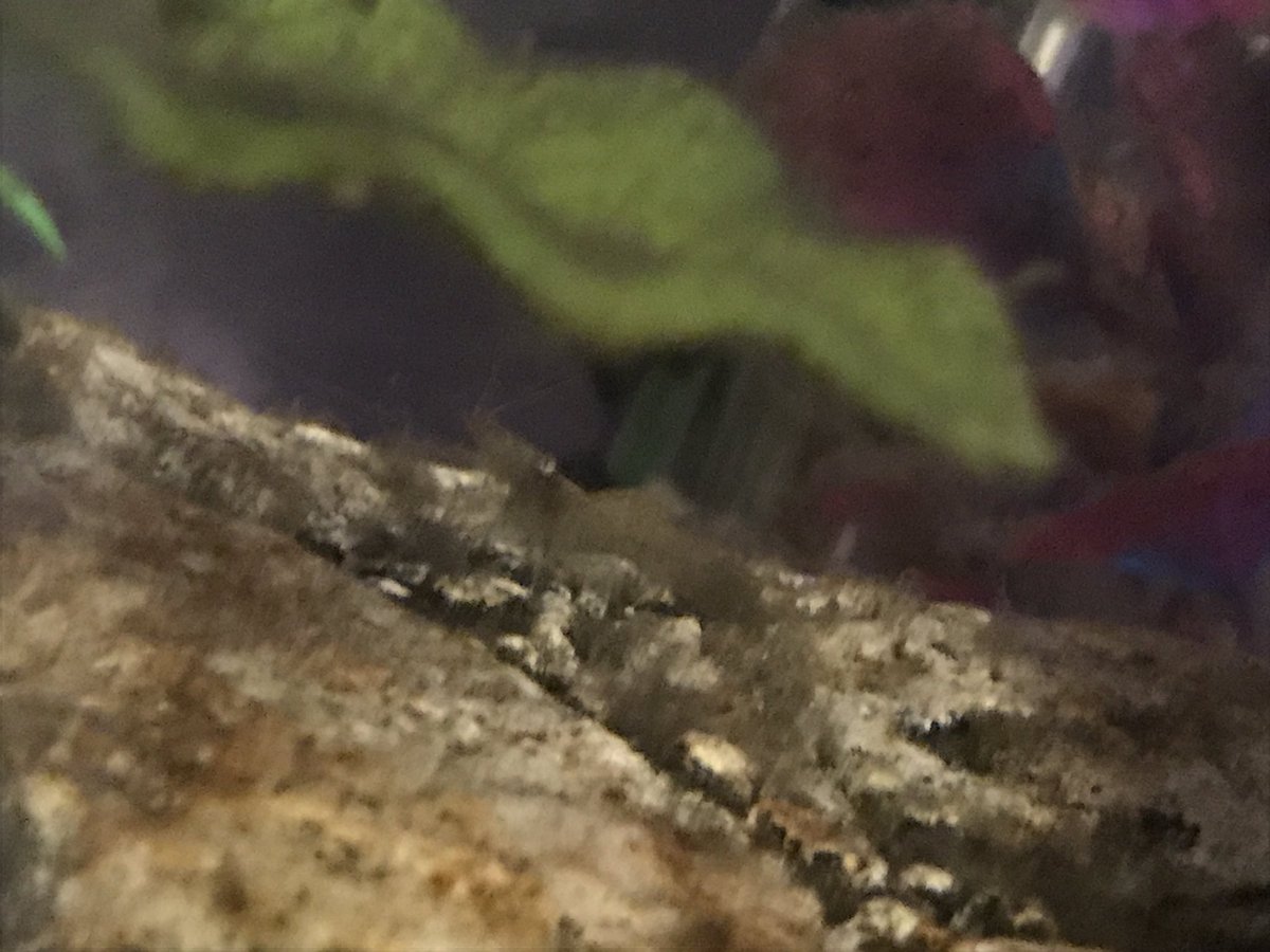 BackupLefey's tweet photo. they’re a bit hard to see bc they’re translucent but I got a few ghost shrimps to go in with my senior citizen betta. She’s too old to hunt them down now and the tank has a lot of algae- perfect food for these friends https://t.co/FU1fqWO4JG