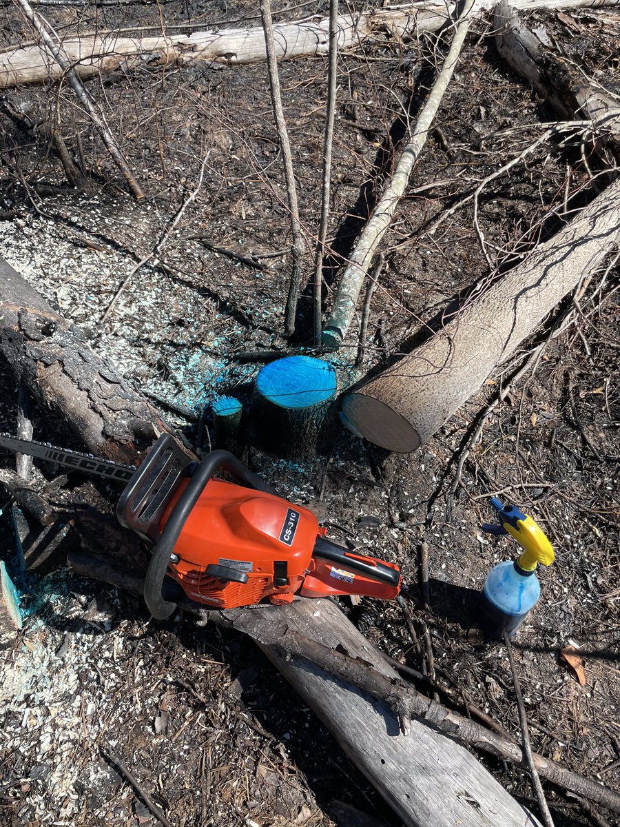 Got some more TSI work done at the farm today. The sweet gum trees are going to loose. Getting sunlight on the ground! <a href="/GrowingDeer/">GrowingDeer.tv</a> <a href="/quail4ever/">Quail Forever</a> <a href="/DrDisturbance/">Marcus Lashley</a> <a href="/LindsayThomasJr/">Lindsay Thomas Jr.</a>
