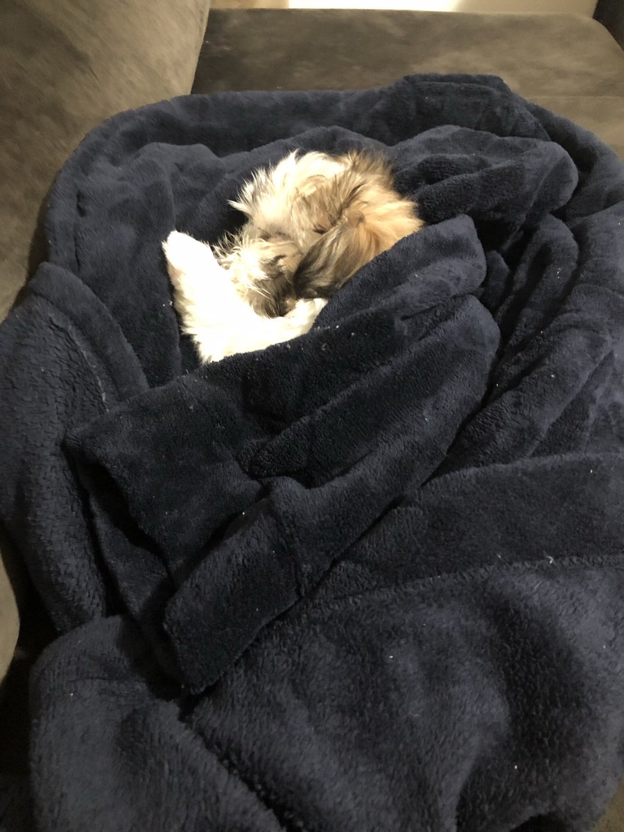 Taticaenf's tweet photo. #shihtzu #shihtzulove #cookie #shihtzubrasil #shihtzuboy #myshihtzu https://t.co/T1k4GgVzzn