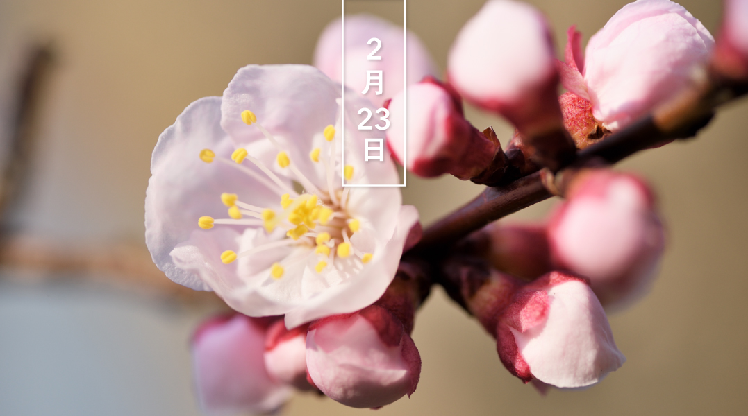 暦生活 こよみせいかつ Twitter પર Happy Birthday 今日の花はアンズ 花 杏 花言葉は 乙女のはにかみ です 別名カラモモ 唐桃 とも 桜よりやや早く 3 4月頃に開花します 淡紅の美しい花を 頬を染めて恥じらう乙女に例えたのが花言葉の由来