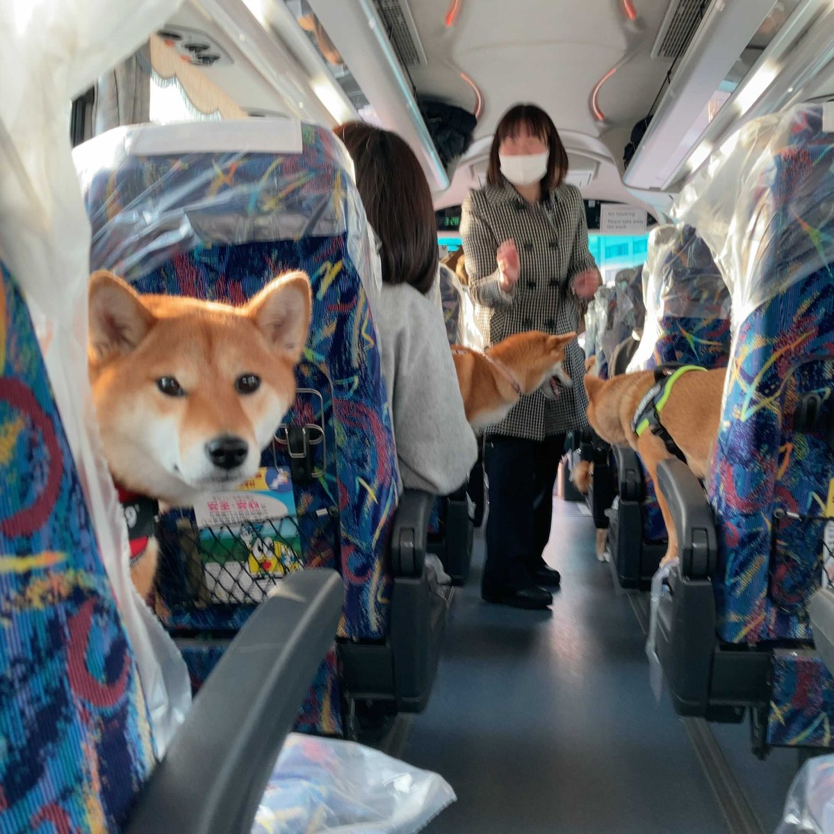 柴犬 YouTuberさんコラボの「ワンちゃんと参加できる」バスツアー、大