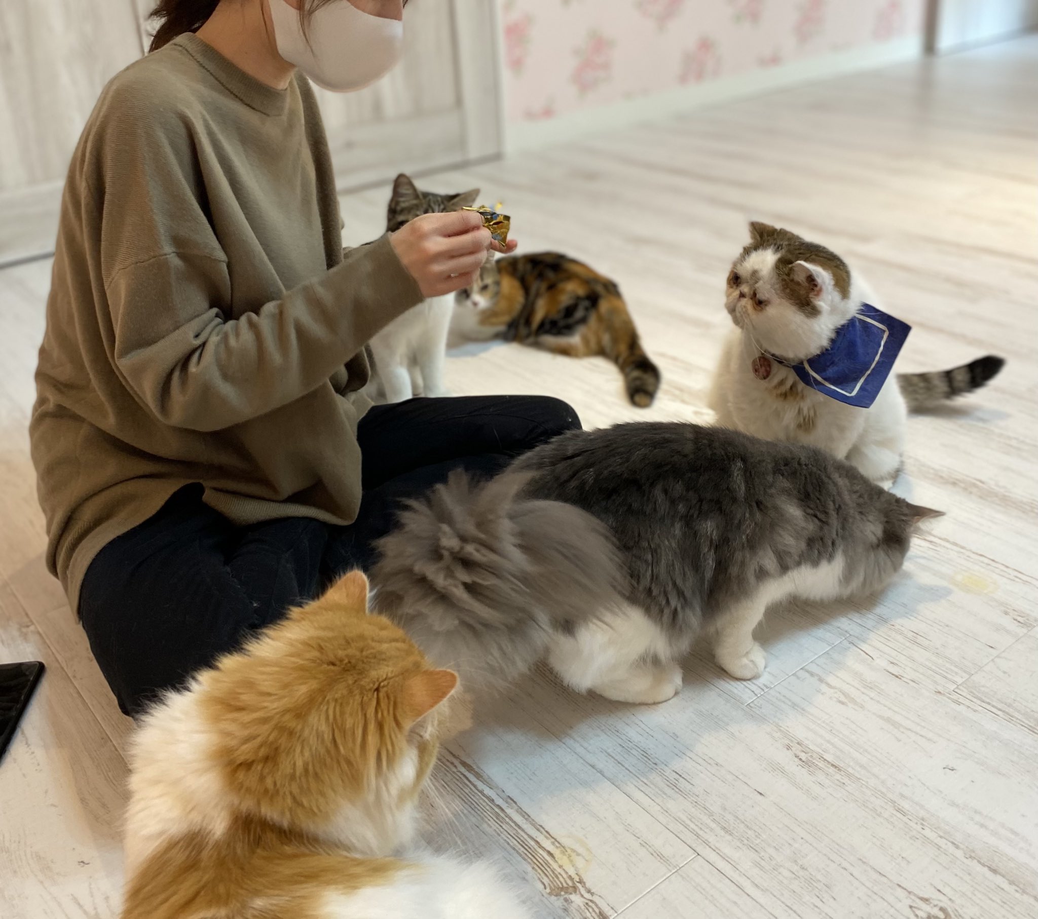 猫好き芸能人 Twitter Search Twitter
