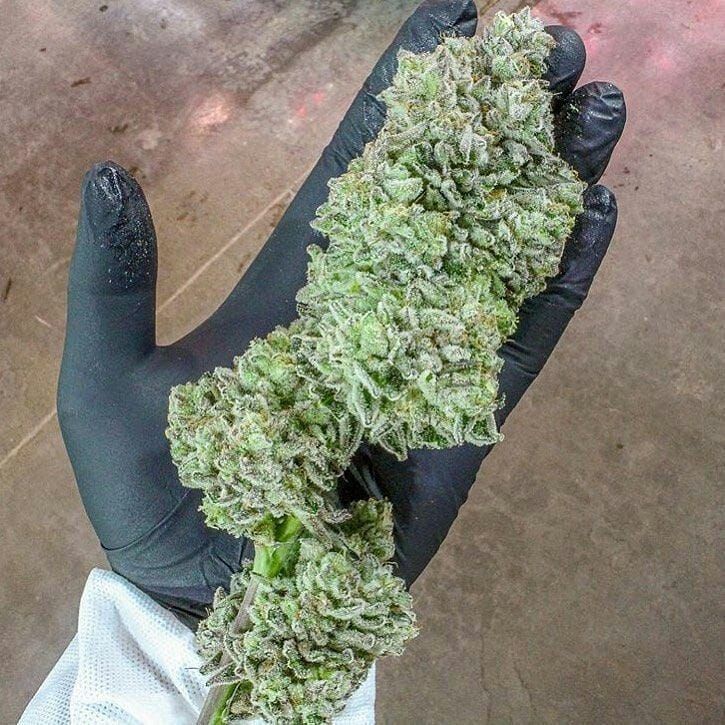 Shit4203's tweet photo. De la meilleure weed disponible,tarifs très abordable 
Livraison discrètement 
Snap: donpabla
Télégram :https://t.co/VTzWN55JhJ
#parisweed #cocaïne #Valenciennes #Lille #Nantes #monaco #Rodez #paris #chatouiller #médicament #beuh #weed #Grenoble https://t.co/XbCE1zsmpp