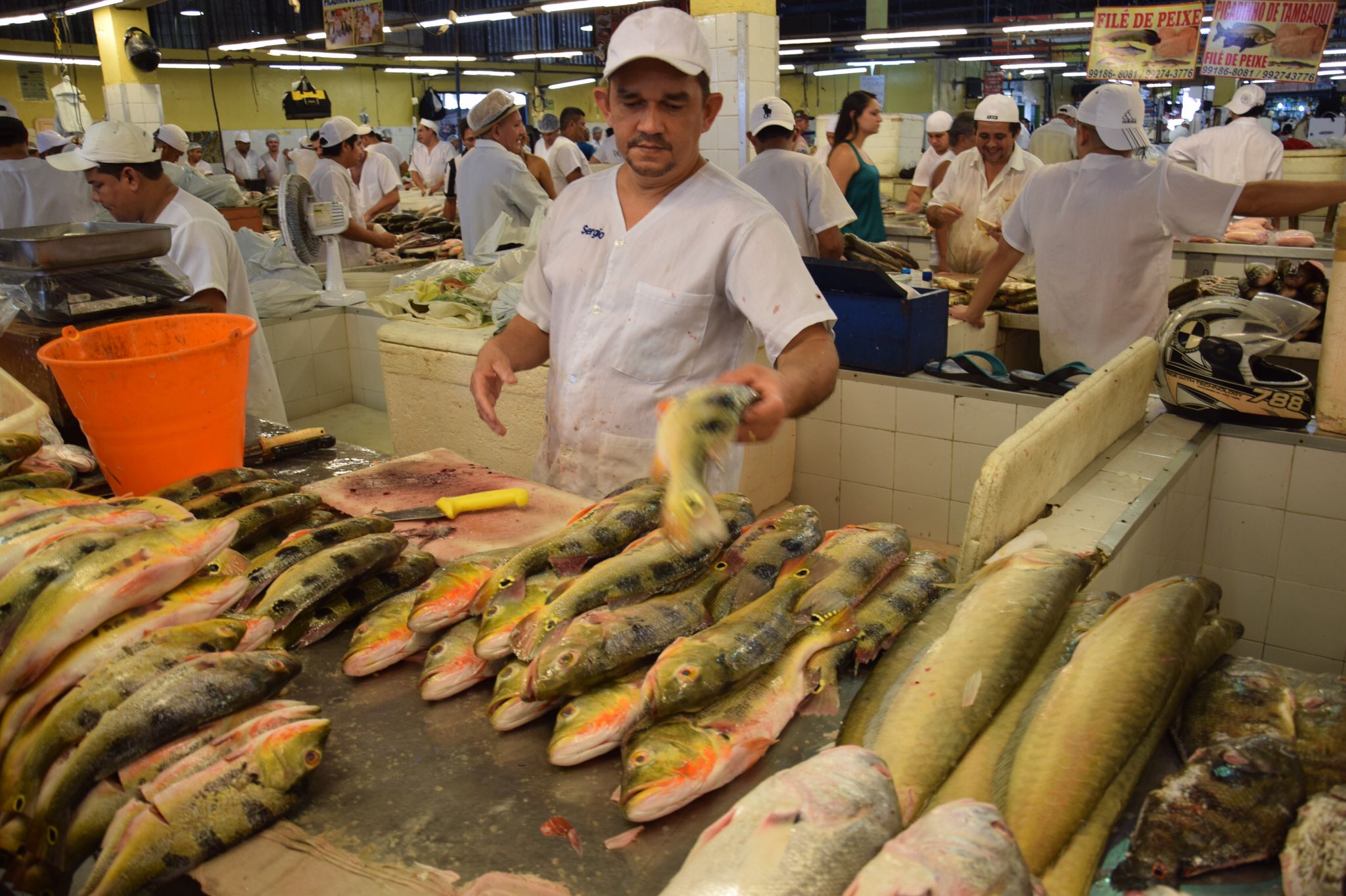 ターザン アマゾンの魚市場 アロワナやオスカーなど 熱帯魚界のスーパースターが食用に並ぶ アマゾン川 熱帯魚 T Co Lwqvhfukmk Twitter ターザン アマゾンの魚市場 アロワナやオスカーなど 熱帯魚界のスーパースターが食用に並ぶ アマゾン川 熱帯魚 T Co Lwqvhfukmk Twitter
