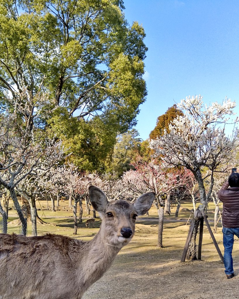 片岡梅林 Twitter Search Twitter