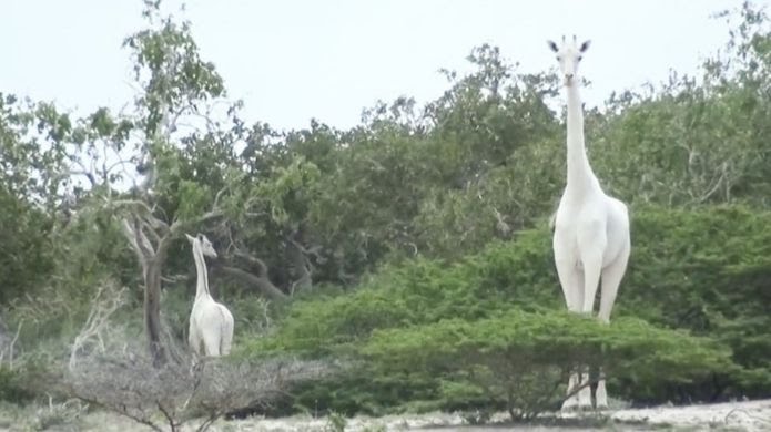 Artfamcdk's tweet photo. Two extremely rare white giraffes were killed by poachers at Horila Conservancy in March 2020. Rangers had found the carcasses of the female and her calf in a village in north-eastern Kenya's Garissa County. #extinctionisreal
@magicalkenya @kwskenya @Protect_Wldlife @tunajibu https://t.co/teI4iGwuRI