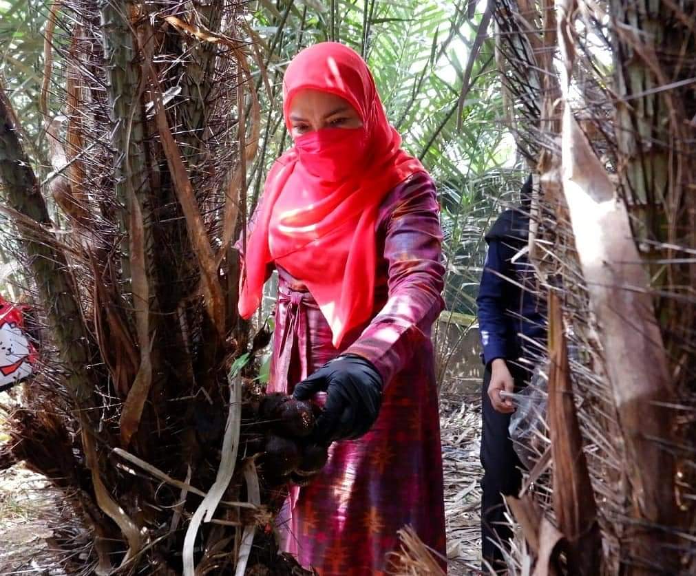 EvaDwiana_Deddy's tweet photo. Walikota Bandar Lampung terpilih @Bunda_EvaDwiana panen Buah Salak...

Buah salak merupakan salah satu buah yg banyak tumbuh di Sumatera dan Jawa. Buah ini jika dikonsumsi memiliki segudang manfaat karna merupakan sumber nutrisi, vitamin dan mineral yg baik bagi tubuh.

#BundaEva https://t.co/mnIjd0rPQ8