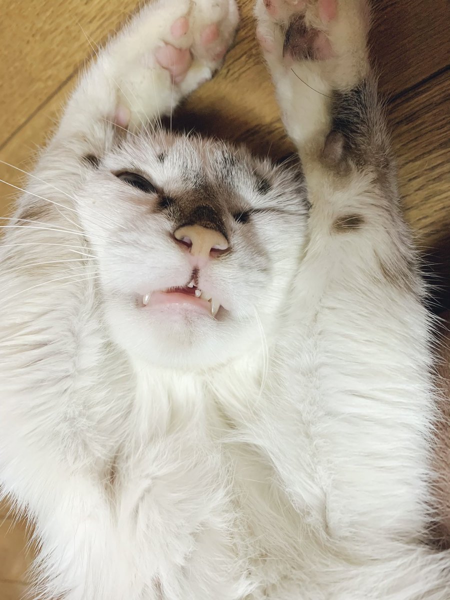 ねこの日 の感情分析 Nyakone ねこの日 の感情分析 Nyakone