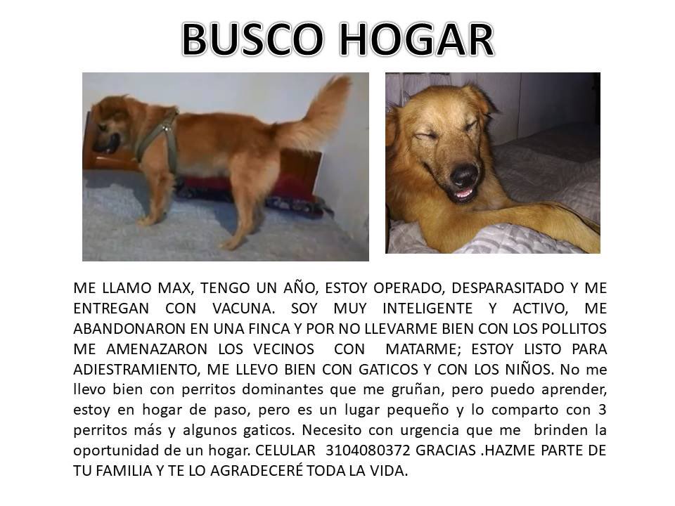andrealopezv's tweet photo. ¿Qué tal si lo ayudamos? MAX busca su "hogar por siempre"! 🙋🏼‍♀️❤️🐶

Por favor, compartan y entre todos ayudemos a que encuentre AMOR!

GRACIAS! 🙏🏻❤️🐶 https://t.co/NKrC7GBE4u