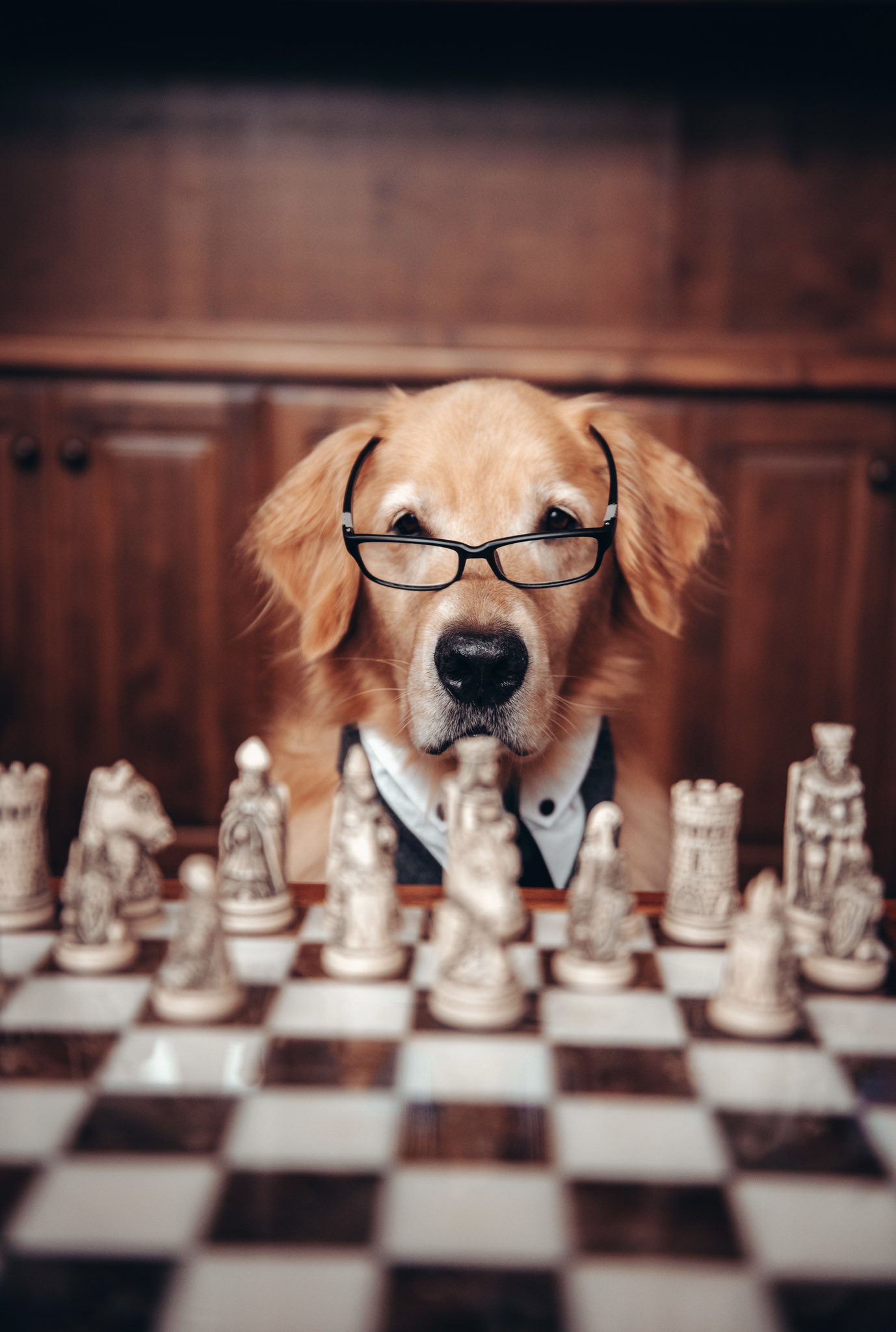 Dog Playing Chess