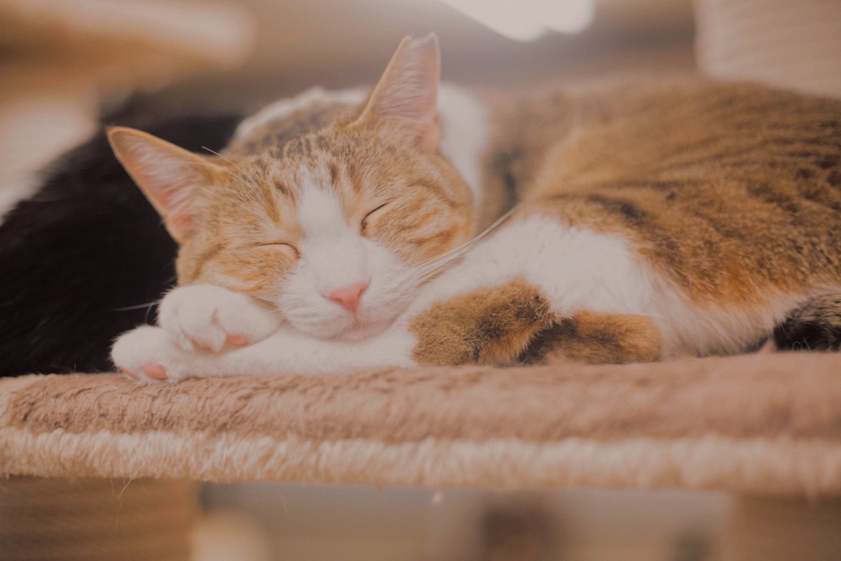 marusnap's tweet photo. 眠り猫

#ふぉと #coregraphy #photography #写真好きな人と繫がりたい  #カメラ好きな人と繋がりたい  #キリトリセカイ #猫の日 #ぬこ #ねこ https://t.co/34qrAYNmrC
