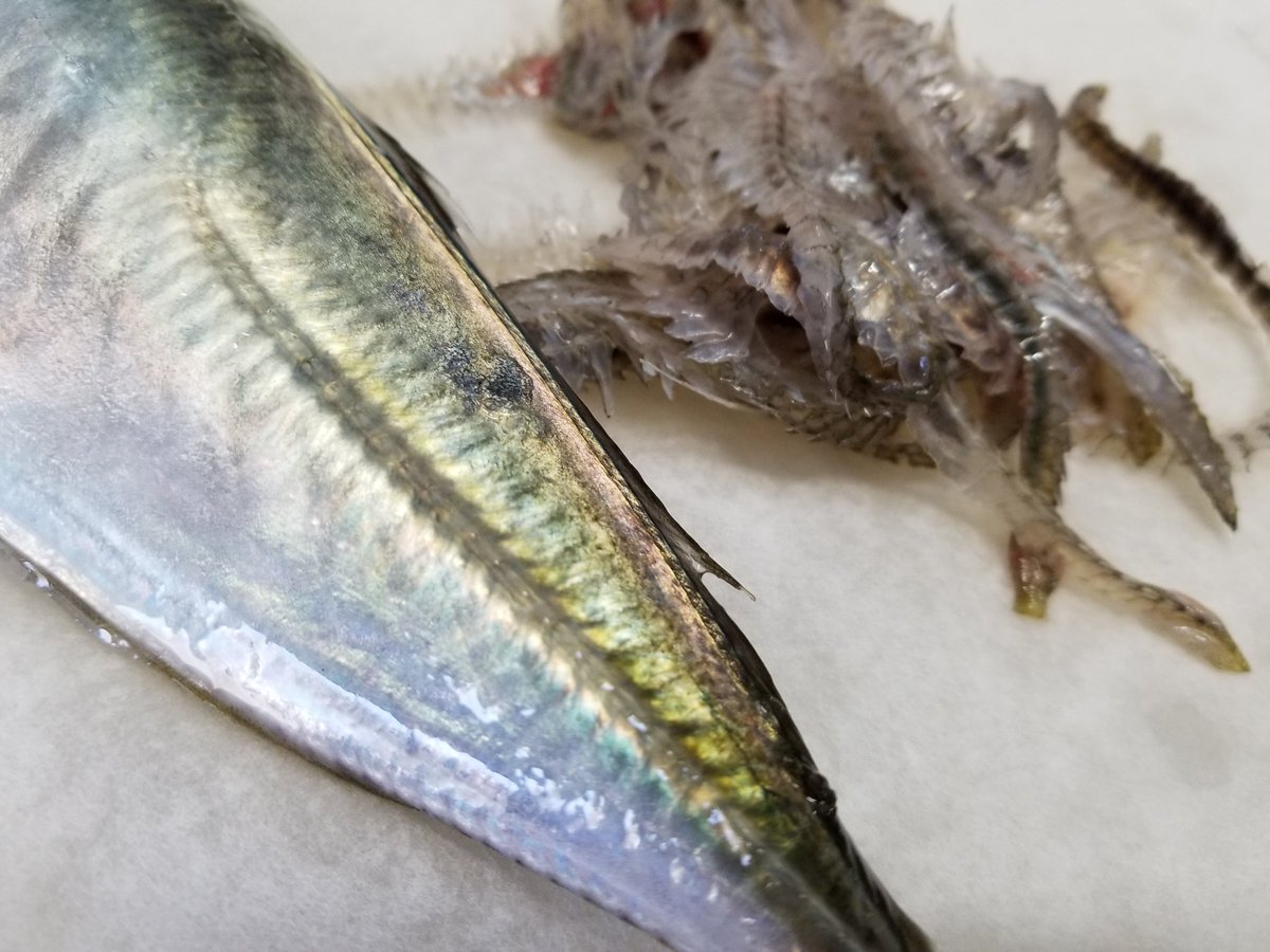 かいよ アジのゼイゴ アジ 科の魚によく見られる尾の両側にあるトゲ 普段はあまり無いですがたまにおそろしく鮮度の良い魚に出くわすと その鋭さと痛みを思い知らされます スーパーで選ぶ際はゼイゴの鋭さ よりも 目が澄んでいるか 落ち込んでいないか かいよ アジのゼイゴ アジ 科の魚によく見られる尾の両側にあるトゲ 普段はあまり無いですがたまにおそろしく鮮度の良い魚に出くわすと その鋭さと痛みを思い知らされます スーパーで選ぶ際はゼイゴの鋭さ よりも 目が澄んでいるか 落ち込んでいないか