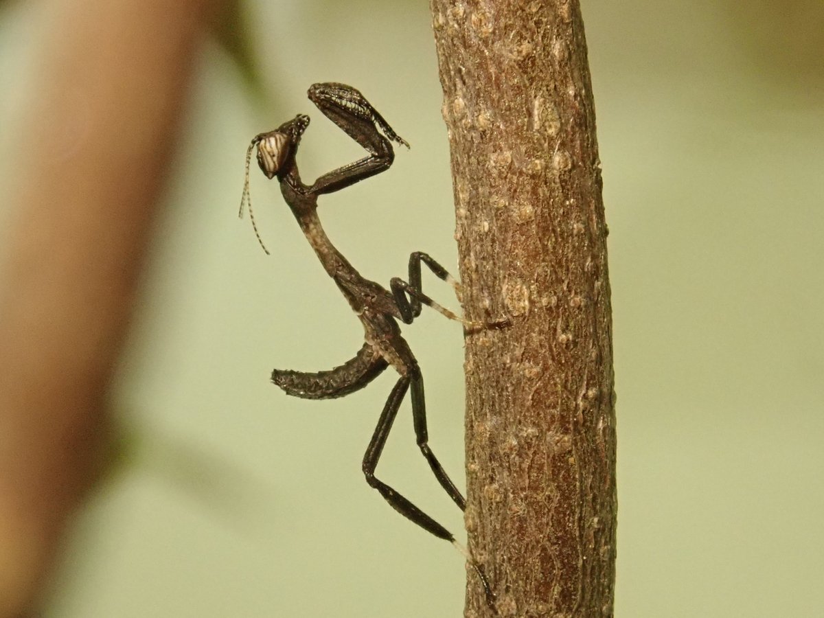 アフリカエダカマキリの卵が孵化しました 初令幼虫はまだ胴体が短く 一般的なカマキリの幼虫と同じ姿をしています 今後成長するに 21 02 22 東区の動植物園 水族館 広島市森林公園こんちゅう館 まいにちを豊かに りっち