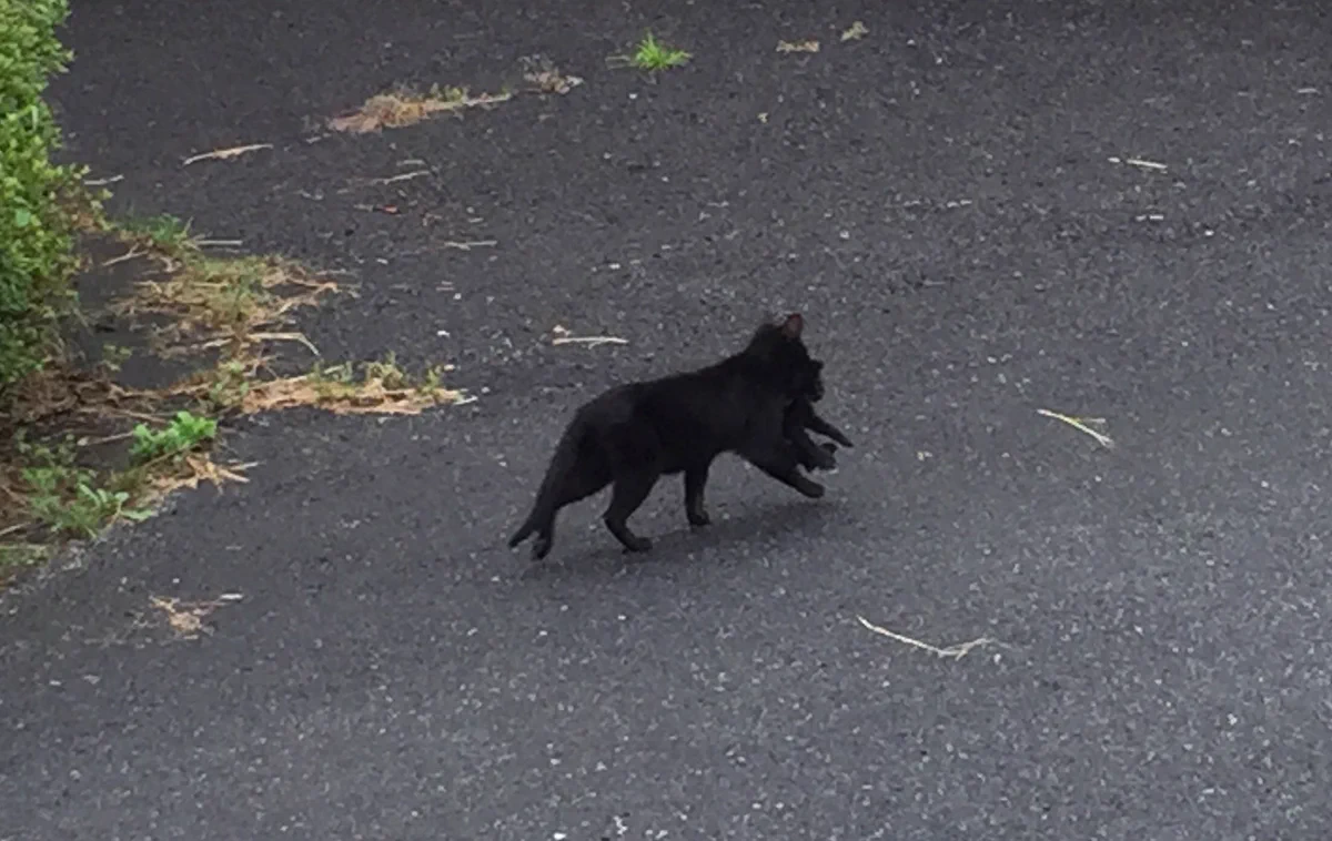 クロネコヤマトの職員では？リアルすぎる黒猫の親子