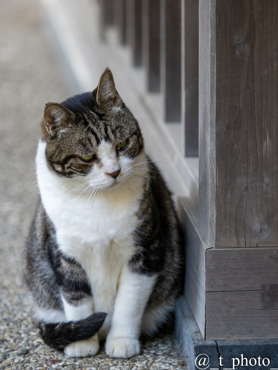 とおりすがり ５ｇ接続済 2月22日は猫の日 円覚寺の招き猫 受付のところでお出迎え 参拝の方にもかわいがってもらってました ファインダー越しの私の世界 写真好きな人と繋がりたい 猫の日 円覚寺 鎌倉