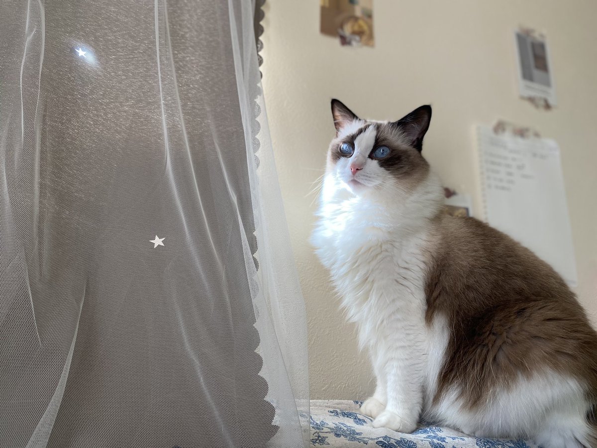 624222734's tweet photo. #猫の日 https://t.co/p9LMOueM2K