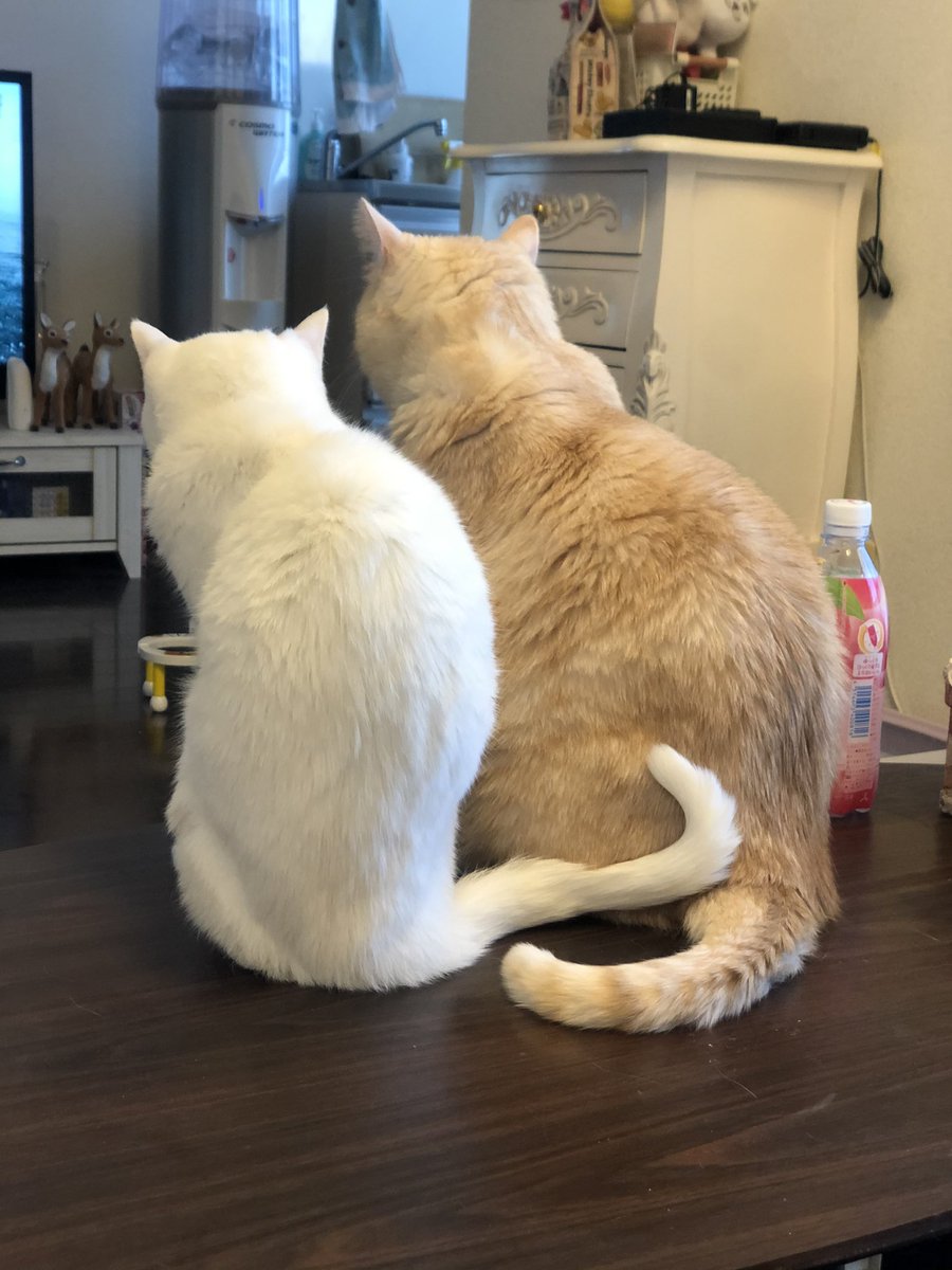 jillkun0728's tweet photo. ぼくたちの日😽💕 https://t.co/WsGFCrrvtS