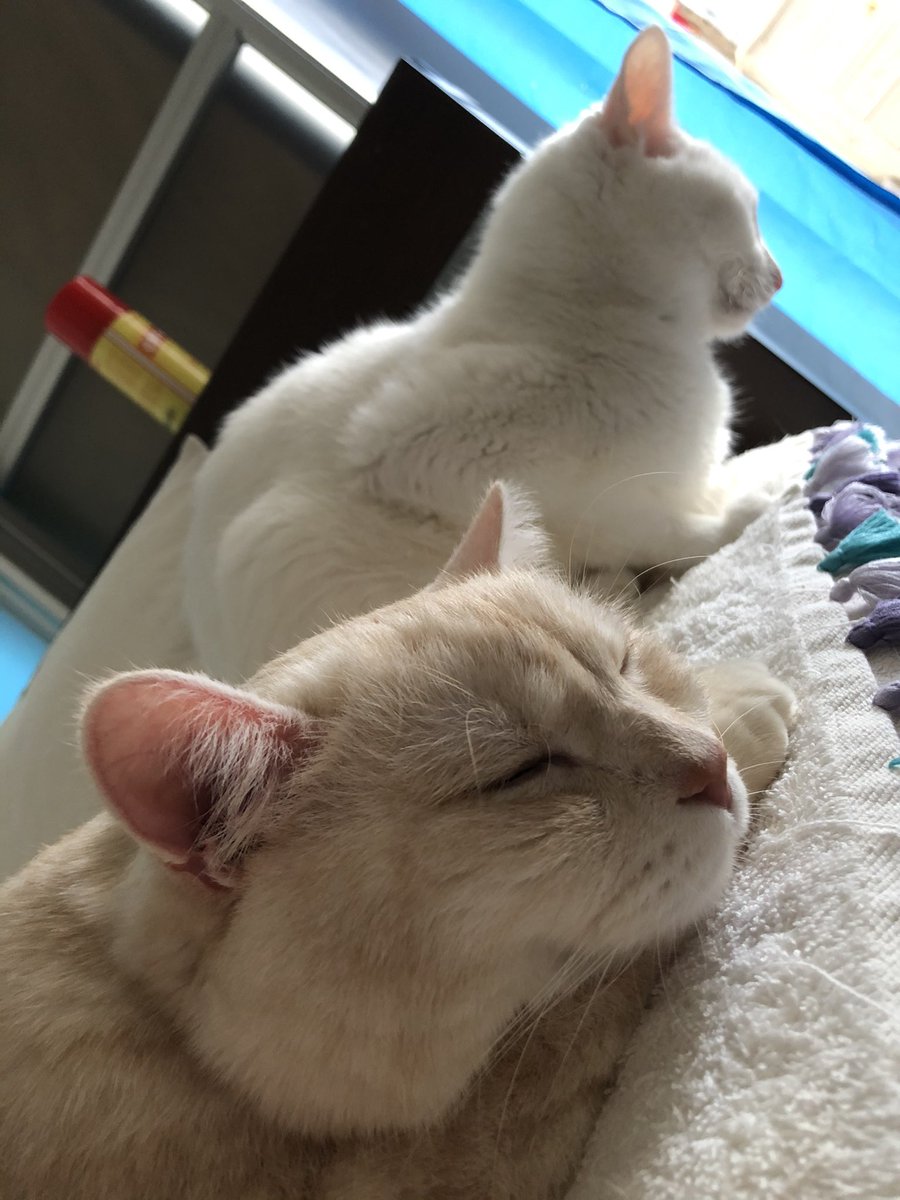 jillkun0728's tweet photo. ぼくたちの日😽💕 https://t.co/WsGFCrrvtS