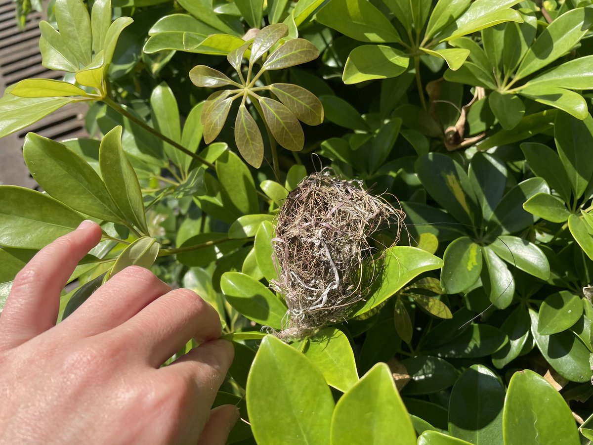 Taiwan_trails's tweet photo. Here is your Monday reminder to please TAKE YOUR OWN CONTAINER when you buy takeaway food. This little nest was built with grass, hair, and the red strips of plastic people use to tie up bags of soup or noodles. #EcoMonday #Wildlife #BringYourOwnContainer https://t.co/xp2vjpiBX7